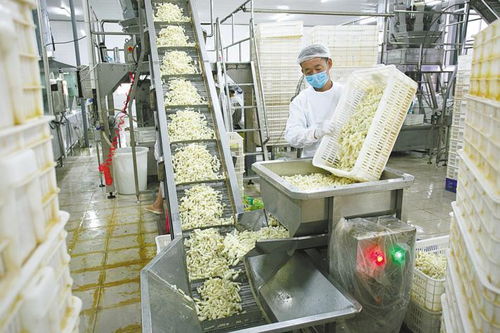 加工邁向現(xiàn)代化 洪湖蓮藕 三年沖刺百億產(chǎn)值